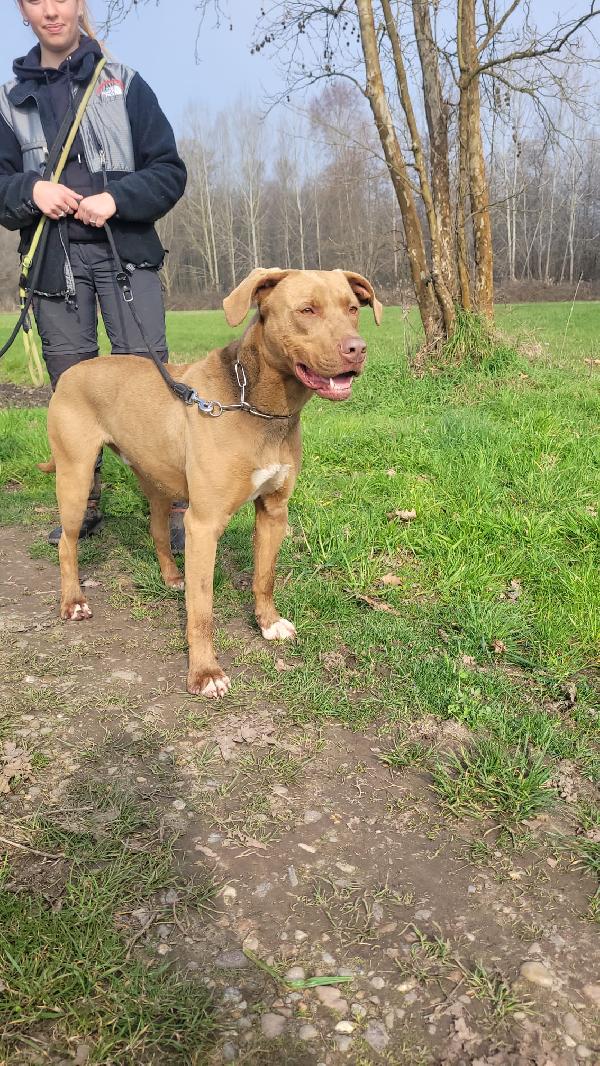 Zoro, Splendido Simil Pitbull Red Nose